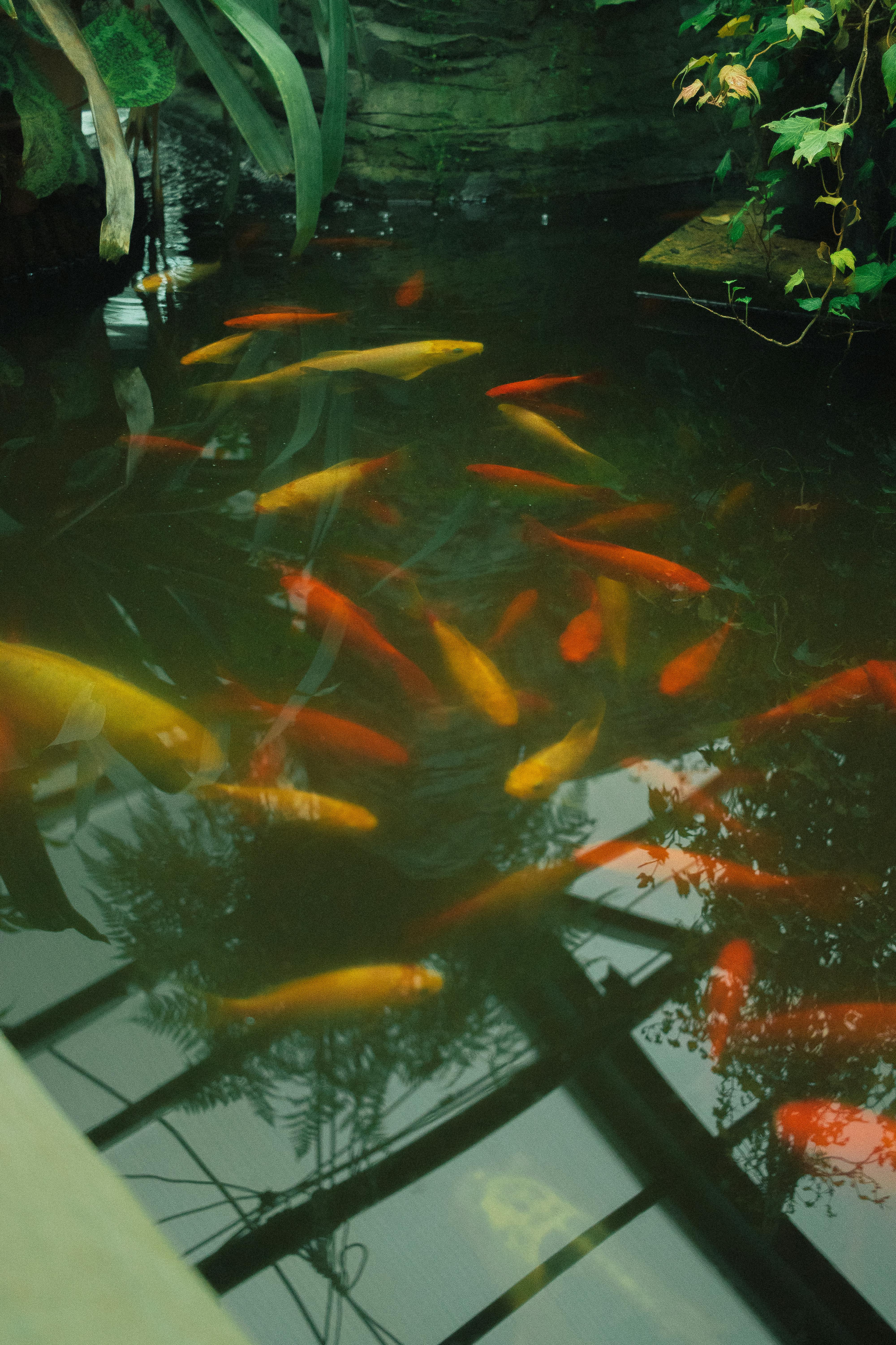 Vibrant koi fish swimming beneath overhanging plants in a tranquil pond.