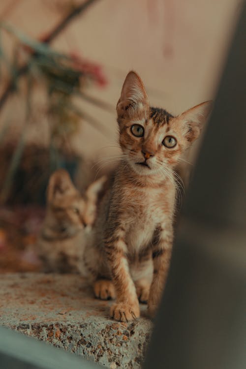 Cute Kitten Looking Up