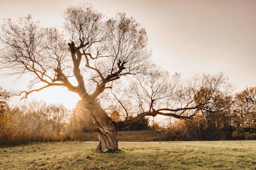 Leafless Old Tree at Sunset