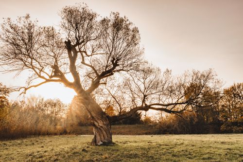 Free A serene autumn landscape with a leafless tree at sunrise, capturing golden hues and tranquil countryside vibes. Stock Photo