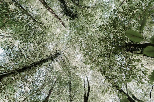 Imagine de stoc gratuită din arbori, codru, fotografie cu unghi mic