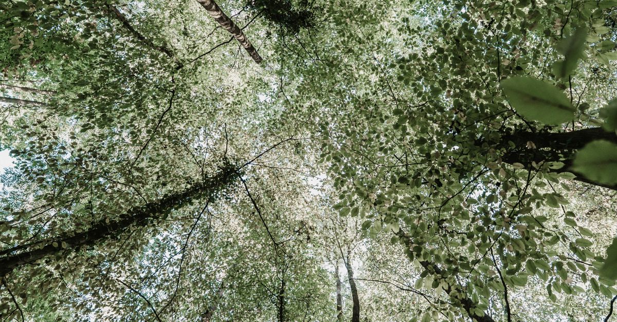 Comment les entreprises peuvent préparer un avenir écologique responsable