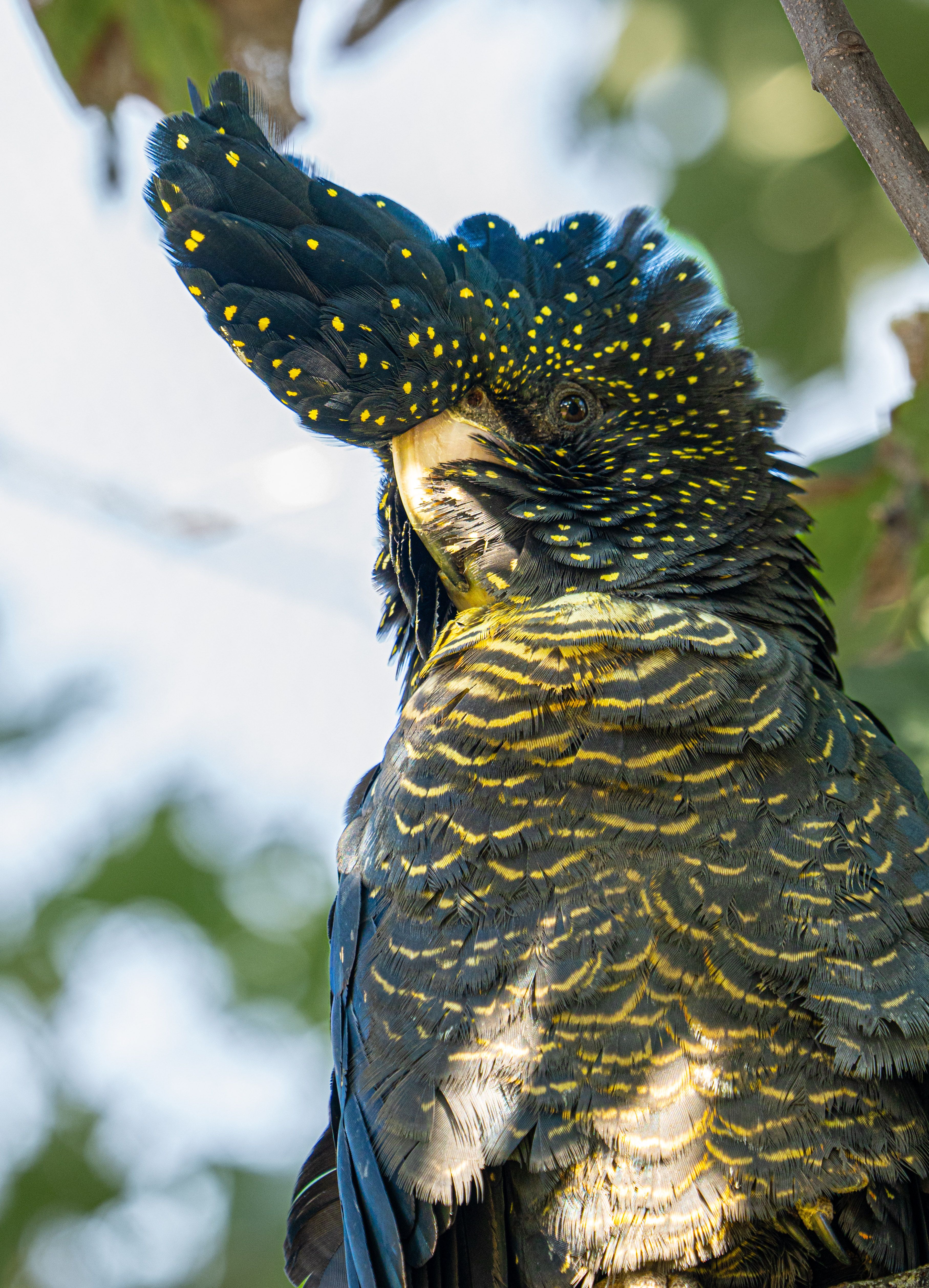 Print Medium Red Tailed Black Cockatoo - Eggpicnic main image 1