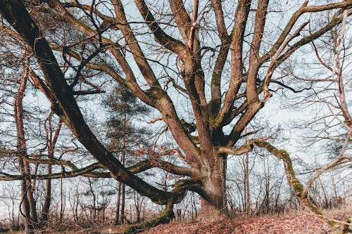 Foto profissional grátis de árvore, declínio, espalhando