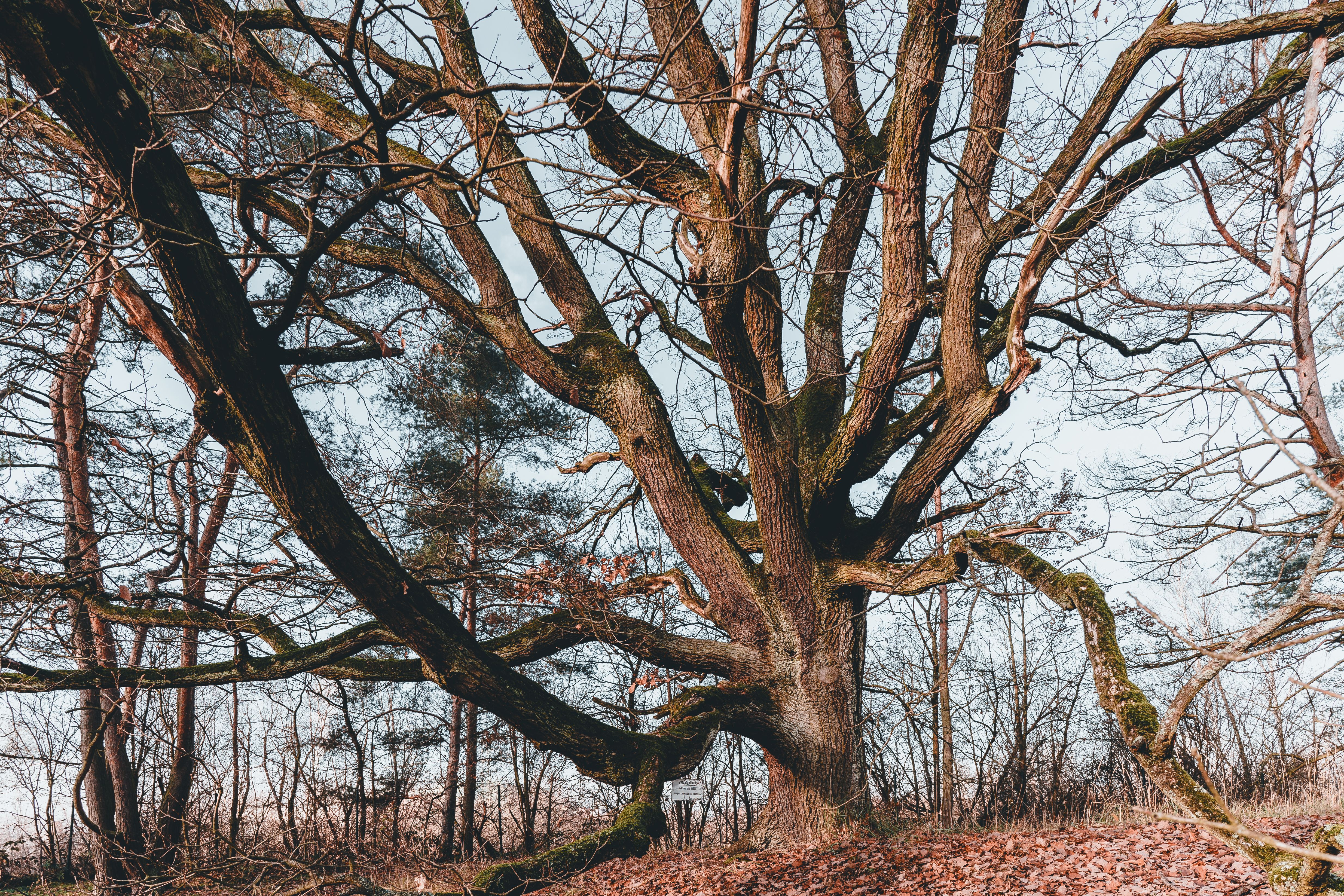 Foto de stock gratuita sobre @al aire libre, amplio, árbol, armonía ...