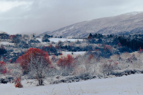 Foto d'estoc gratuïta de ambient fred, fons d'hivern, fons de pantalla