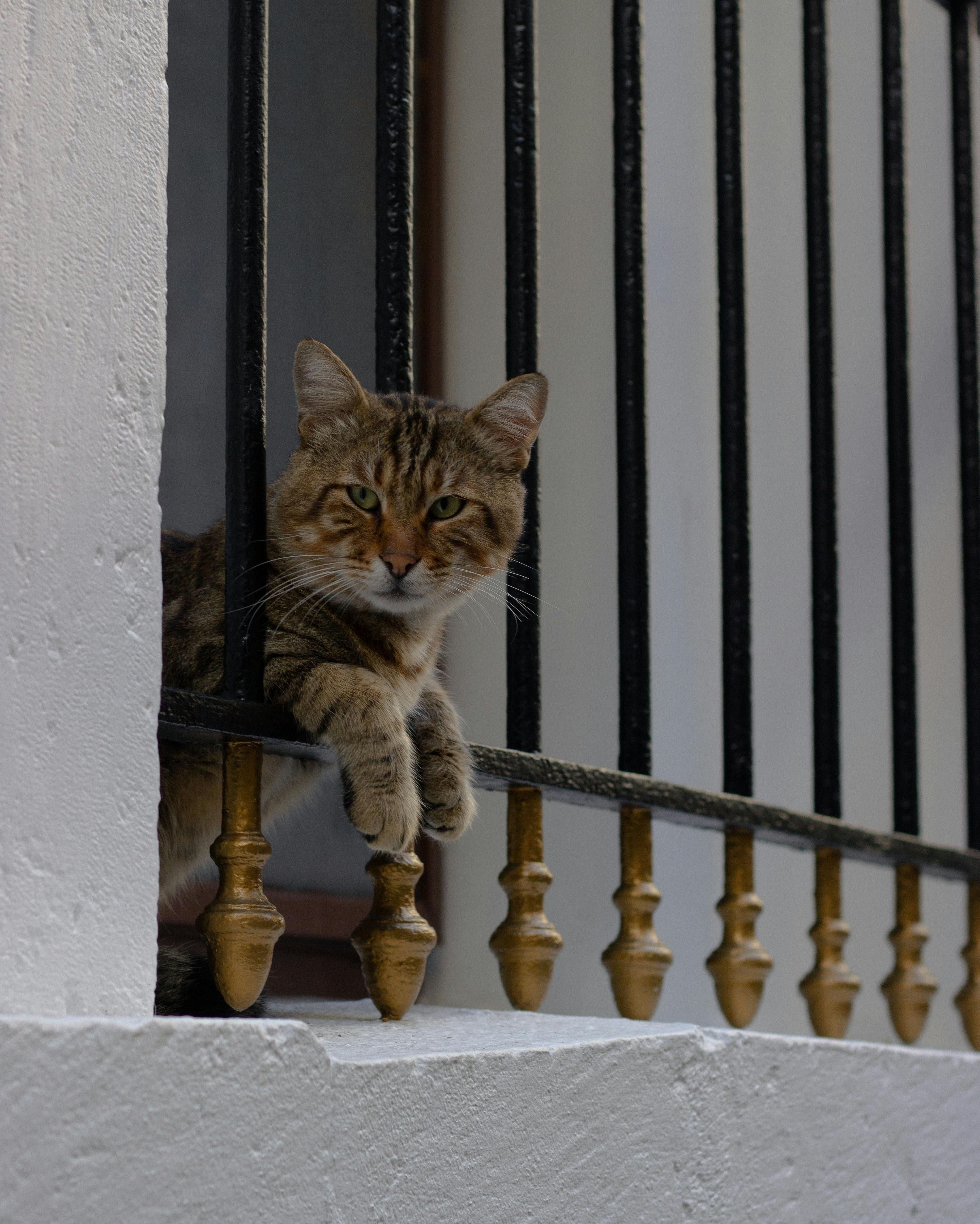 A curious tabby cat relaxes behind metal bars, peeking through with a calm expression.