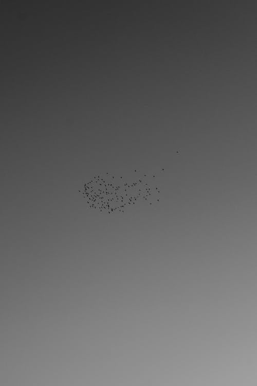 Flock of Birds on Clear Sky in Black and White