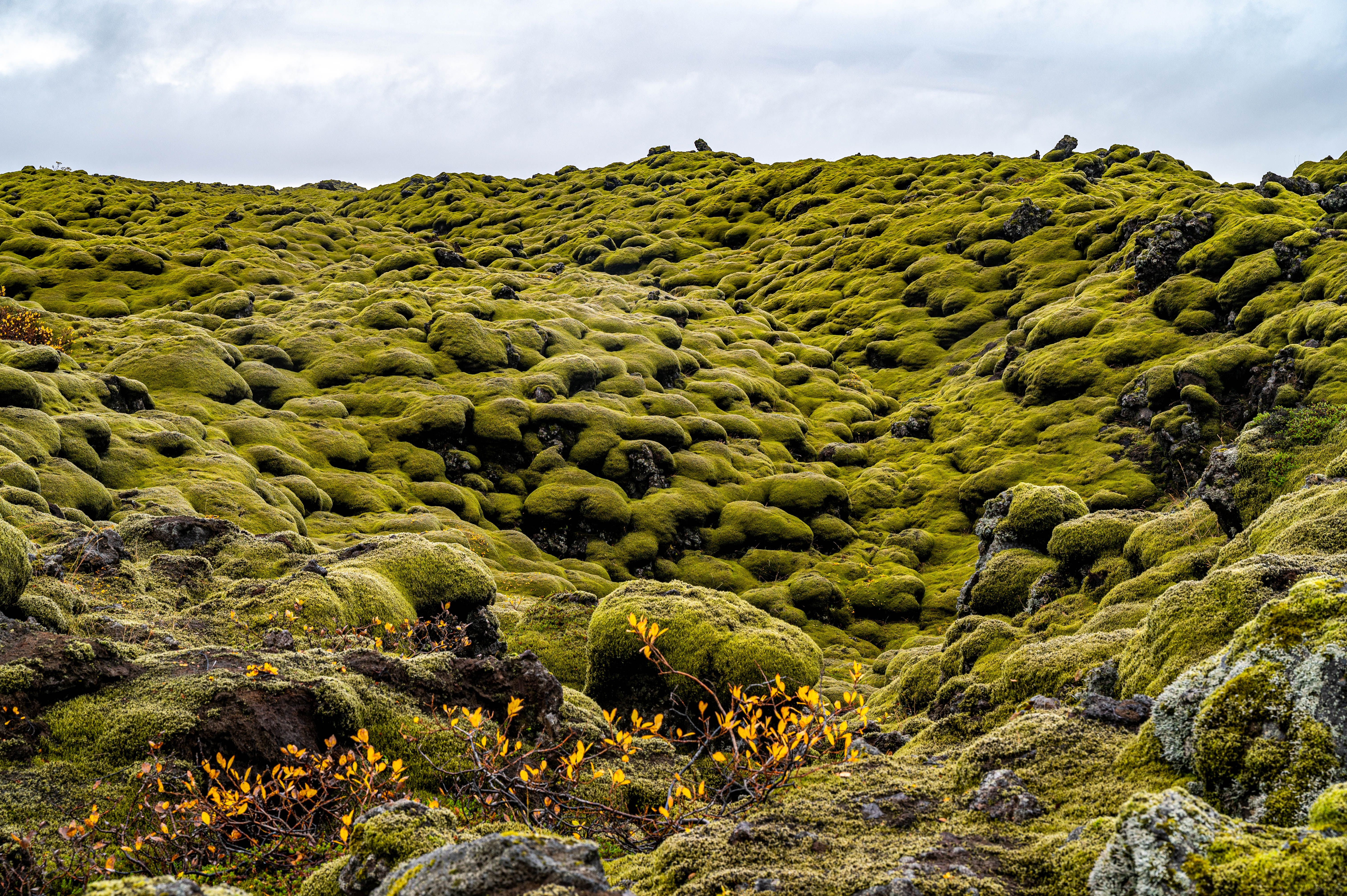 Rocks in Moss · Free Stock Photo
