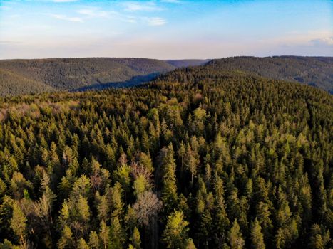Stunning aerial shot of a vast coniferous forest under clear blue skies.