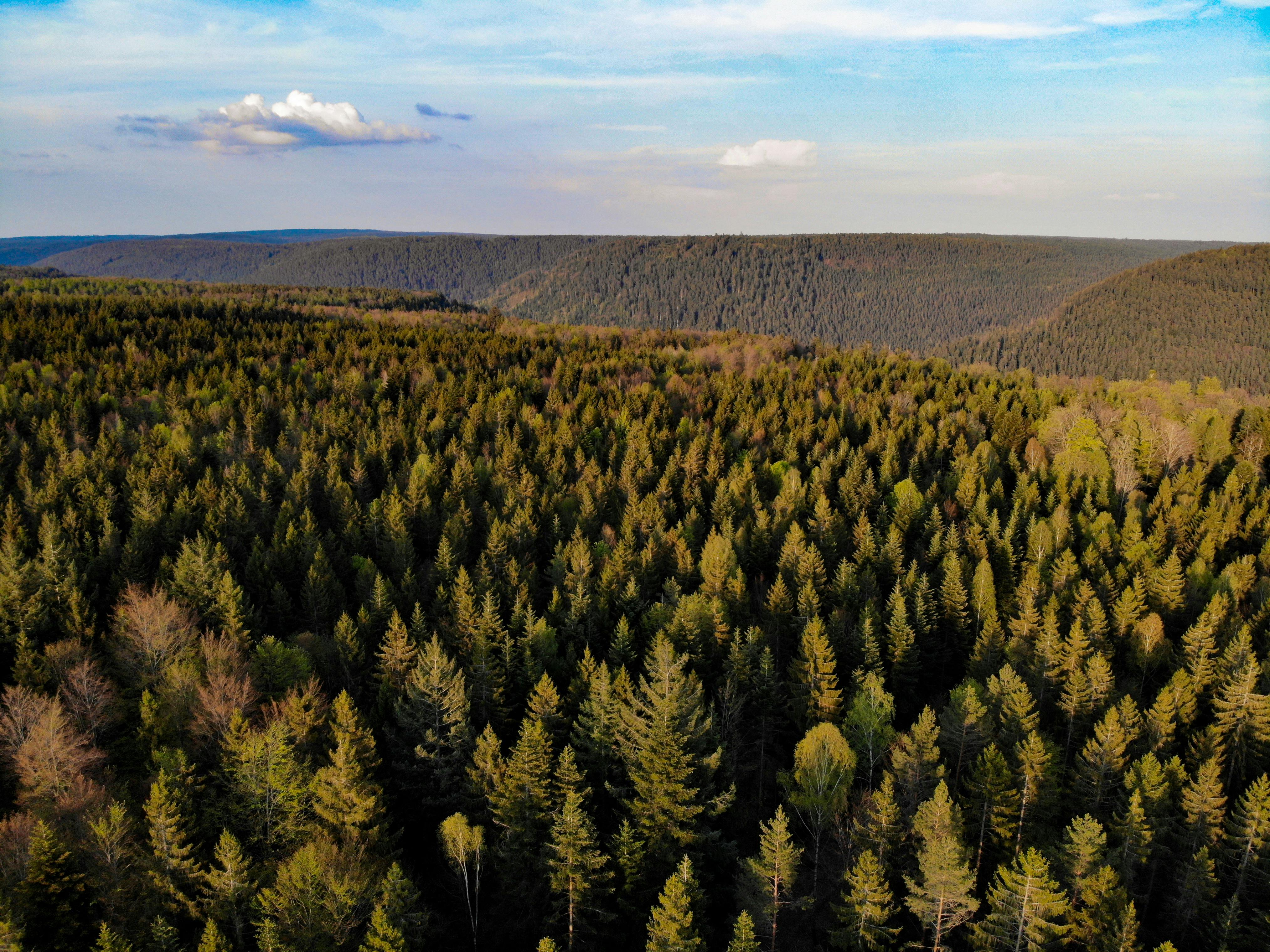 Deep Green Forest Free Stock Photo   Free Photo Of Deep Green Forest 