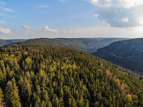 Fotos de stock gratuitas de bosque, conífero, foto con dron