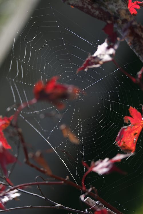 Gratis stockfoto met boom, detailopname, donker