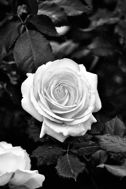 Darmowe zdjęcie z galerii z czarno-biały, kwiat, natura