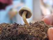 Close-up photo of a tiny mushroom held by a human hand, outdoors in Chimakurthy, India.