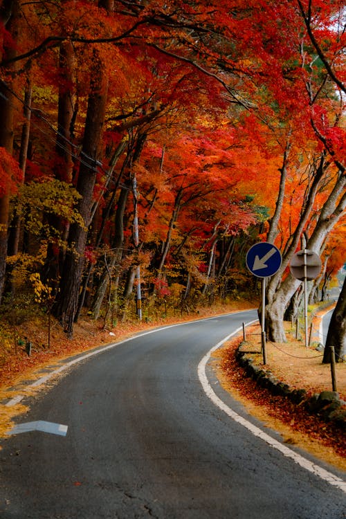 Japanese Maple Trees Along Narrow Road in Japan