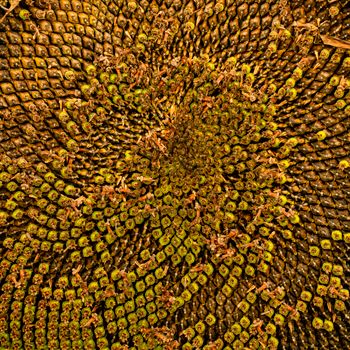 Sunflower Seeds