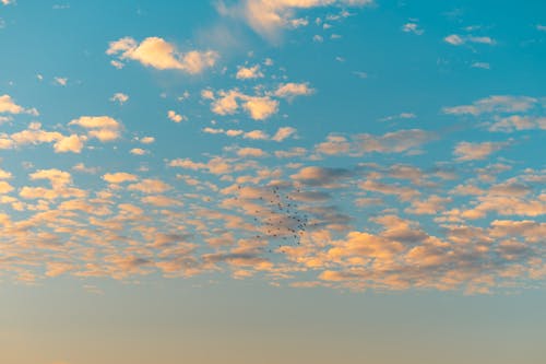 Foto d'estoc gratuïta de bandada, cel, fotografia aèria