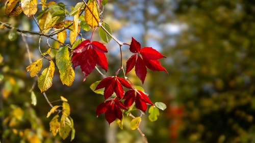 Fotos de stock gratuitas de arboles, brillante, caer