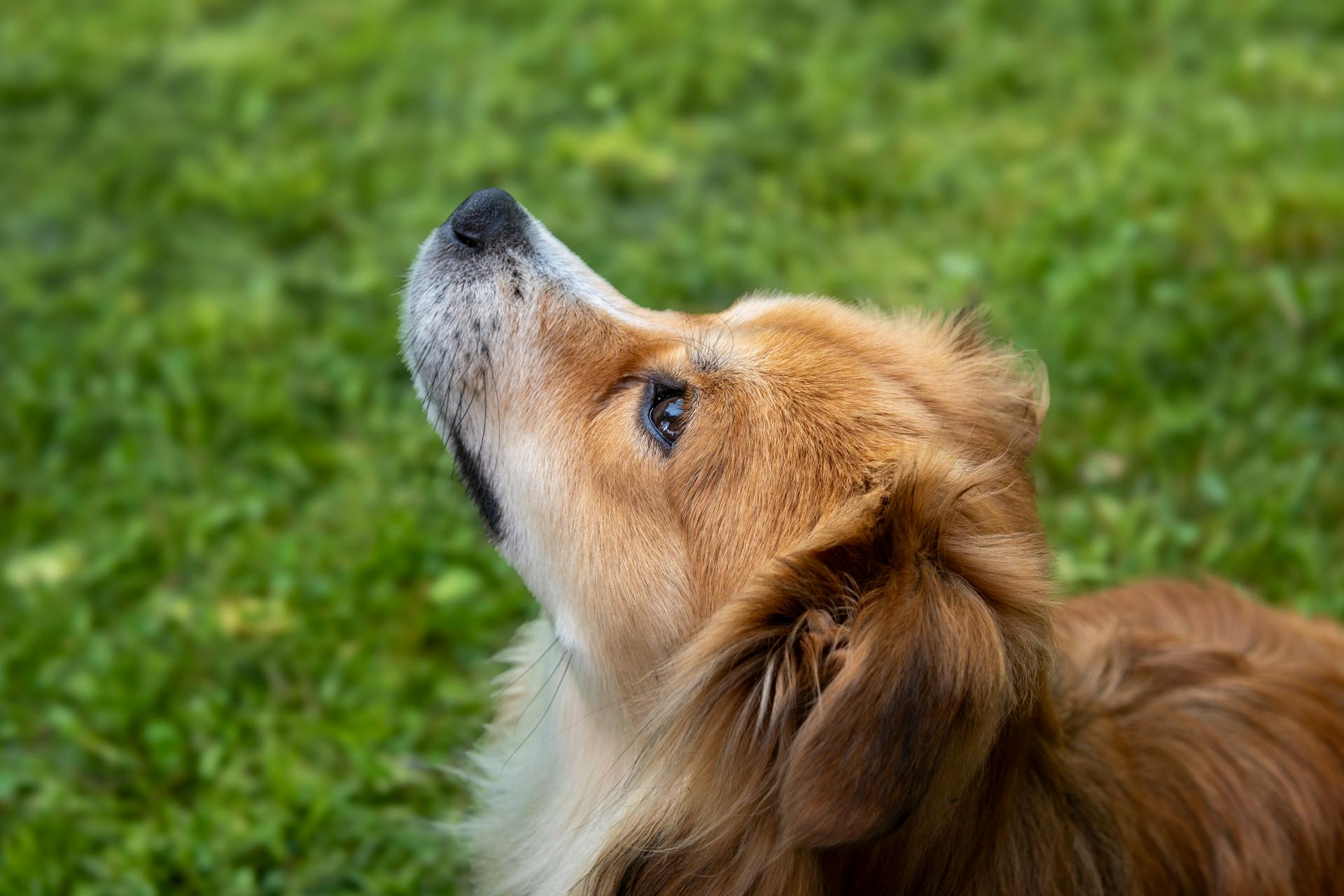 Kokoni Dog Looking Up