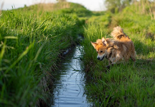 A Dog Running on a Grass Field by a Stream 