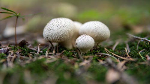 Puffballs Growing on a Forest Floor