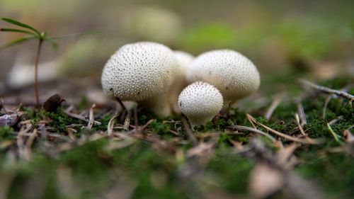 Free Detailed shot of white puffball mushrooms on a forest floor in Myślenice, Poland. Stock Photo