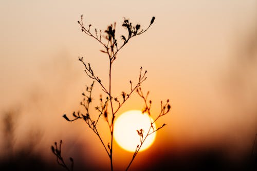 Silhouette of a Withered Plant against Setting Sun