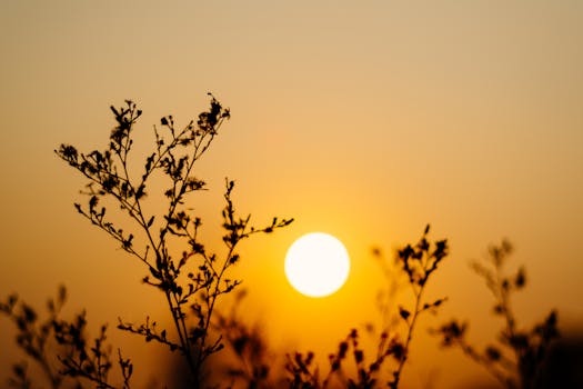 Peaceful twilight scene of branches silhouetted against a vibrant sunset.