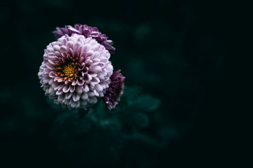 Free Close-up of a blooming purple chrysanthemum with moody lighting against a dark backdrop. Stock Photo
