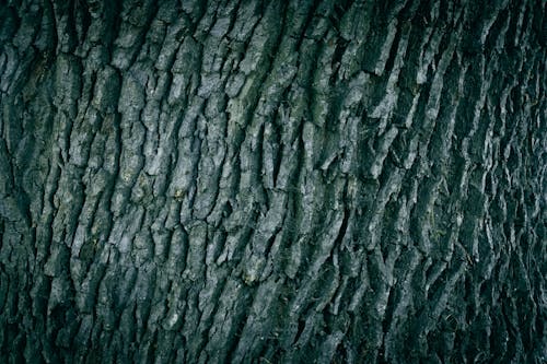 Foto d'estoc gratuïta de abstracte, amb textura, arbre