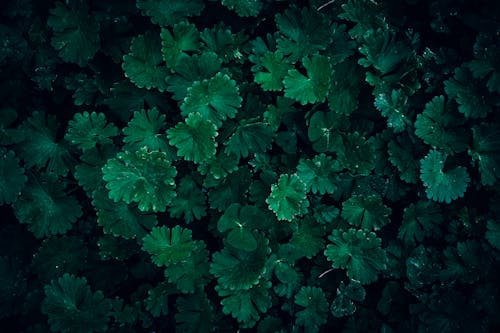 Close up of Green Leaves