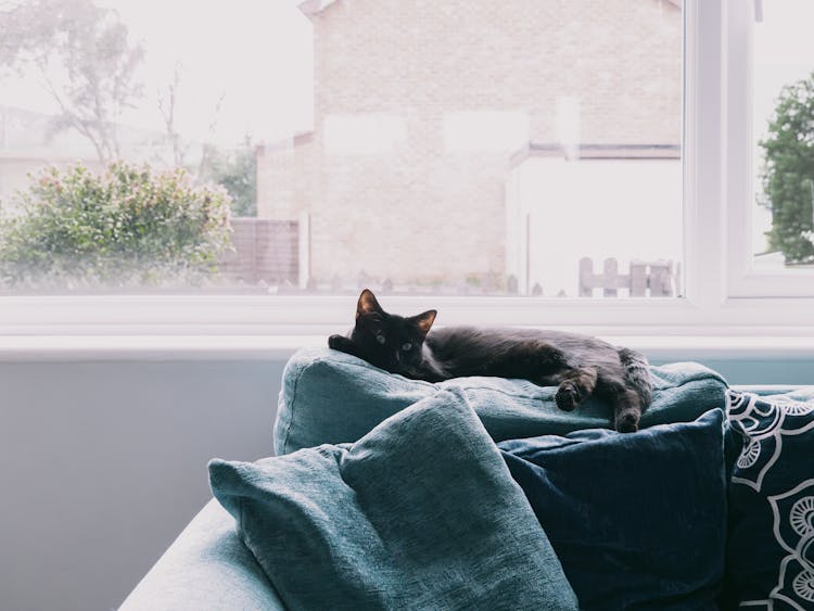 Black Cat Lying Down On Couch