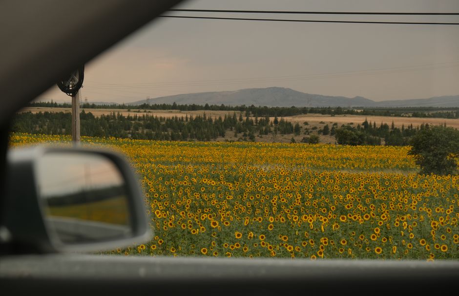 Admire a vast sunflower field through a car window, capturing rural beauty and serenity.