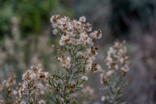 Free Close-up of dried wildflowers in a serene İzmir meadow during daytime. Stock Photo