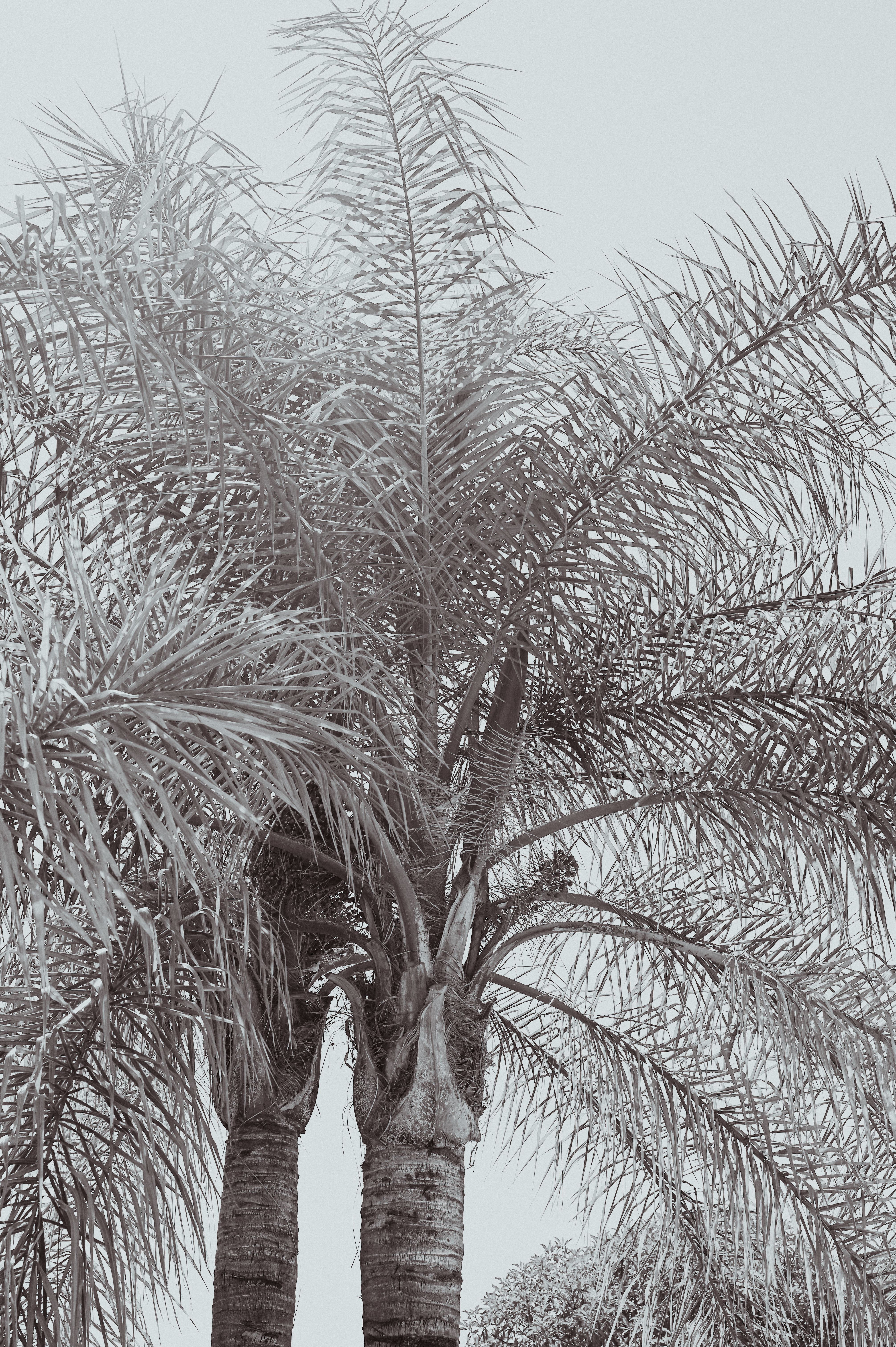 Palm Tree in Black and White · Free Stock Photo