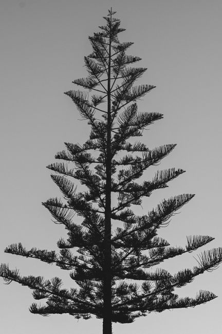A black and white silhouette of a Norfolk Island pine tree captured against a gray sky.