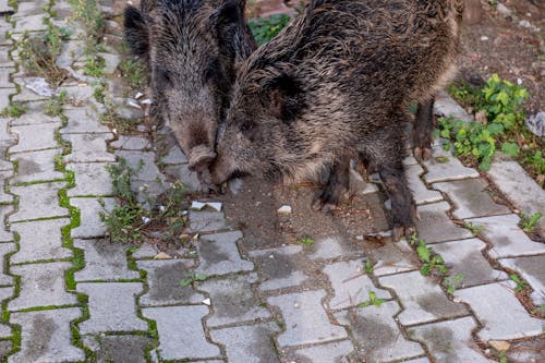 Small Wild Boars on the Sidewalk