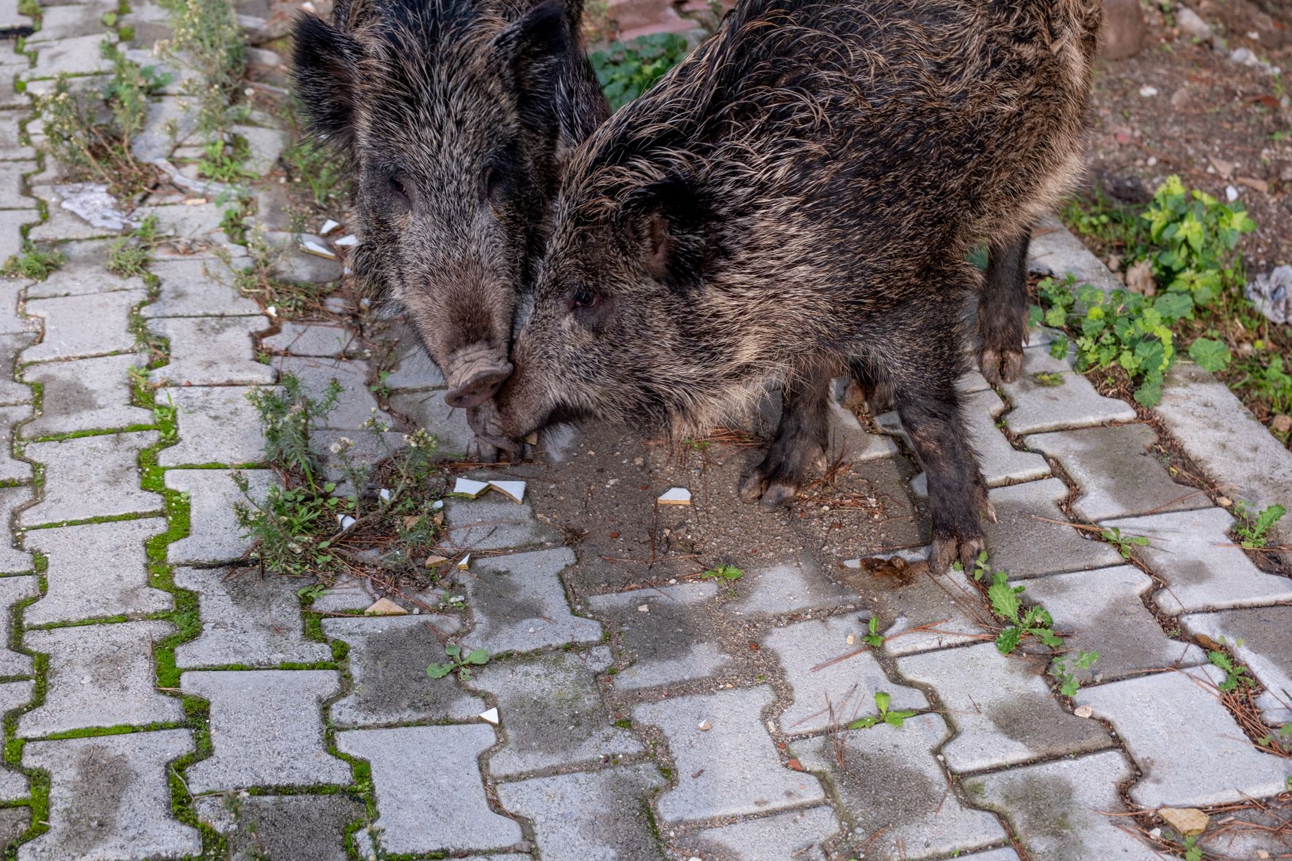 Two wild boars exploring an urban sidewalk, showcasing wildlife in unexpected places.