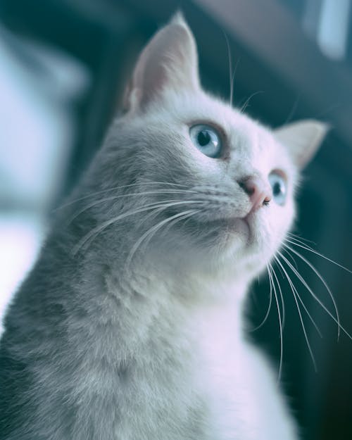 White Cat Portrait