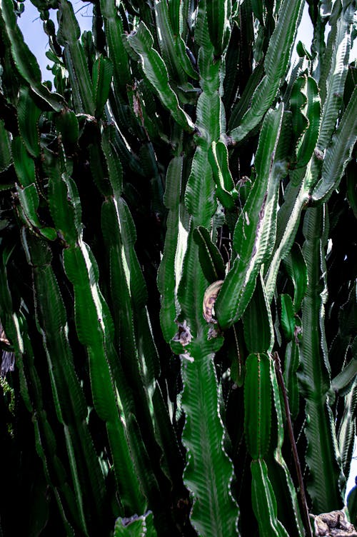 Close up of Cactus Plants