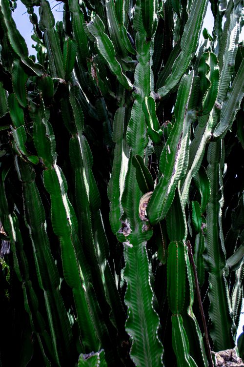 Free Close-up view of lush green cactus plants showcasing beautiful natural textures. Stock Photo
