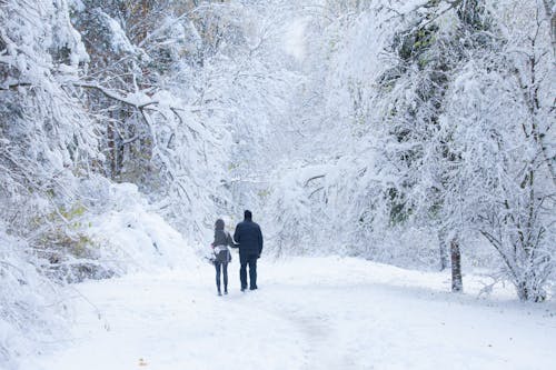Foto profissional grátis de andando, com frio, floresta
