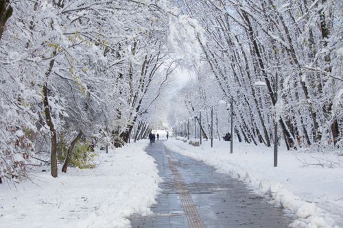 Free A serene park pathway enveloped by snow-laden trees during winter, creating a peaceful scene. Stock Photo