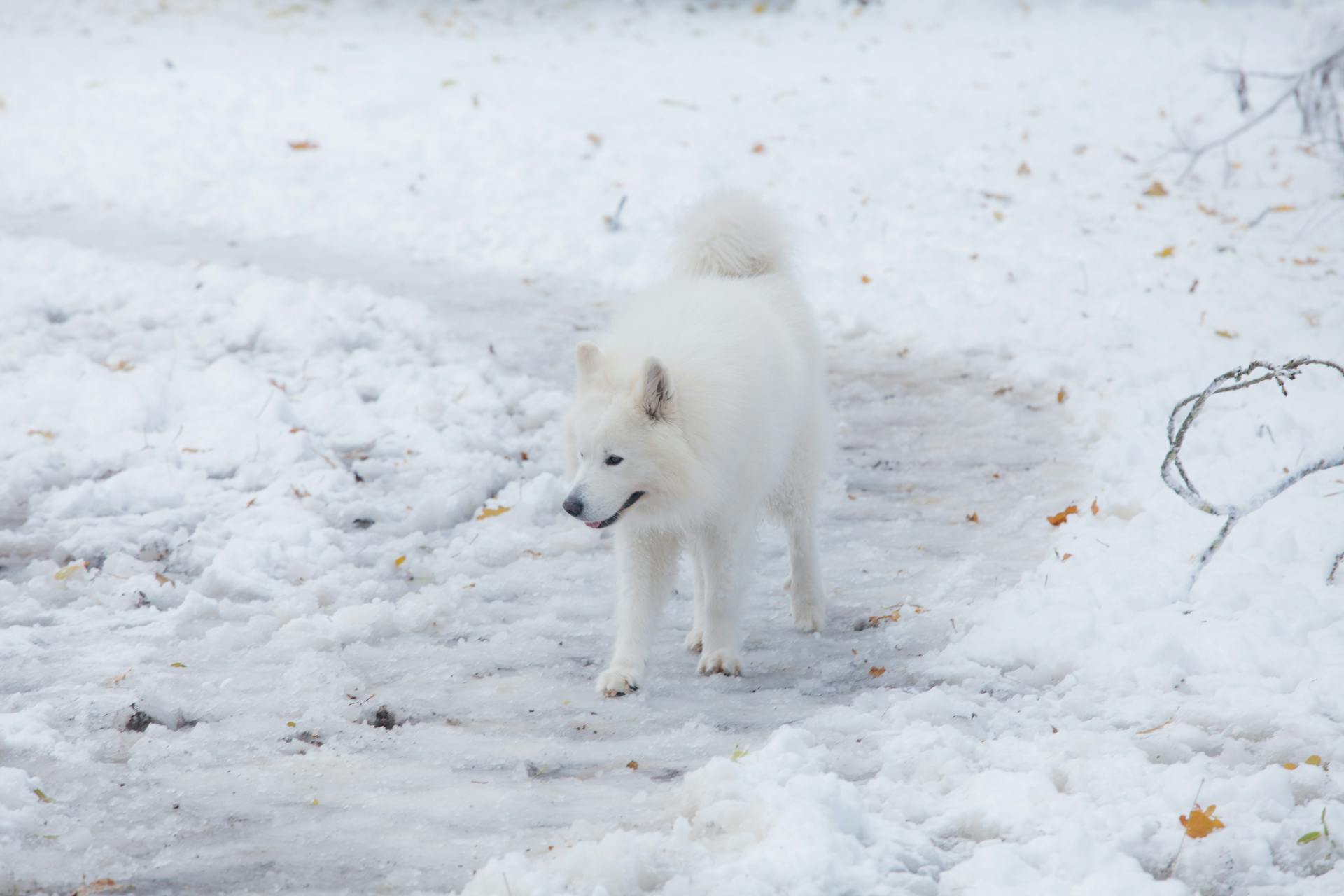 Samoyed Dog on Snow