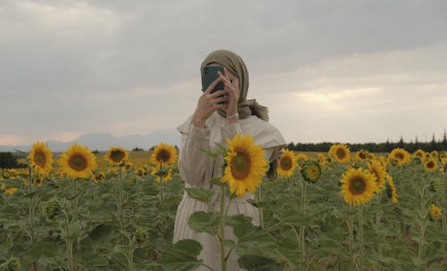 Základová fotografie zdarma na téma chytrý telefon, hřiště, slunečnice