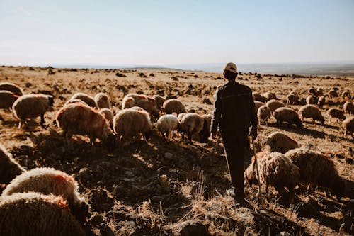 Безкоштовне стокове фото на тему «вид ззаду, вівці, вівчарка»