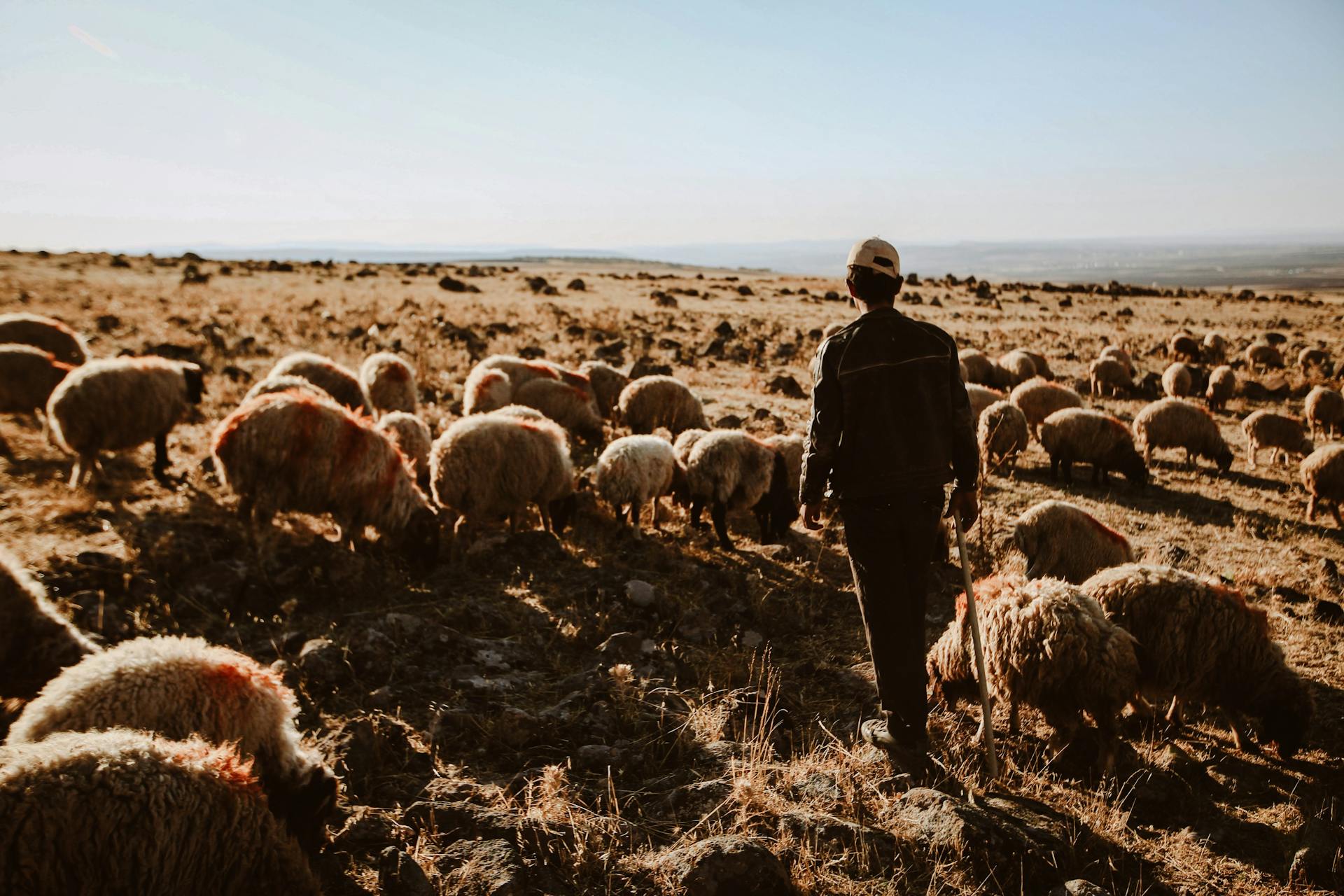 Un berger et un troupeau de moutons au pâturage