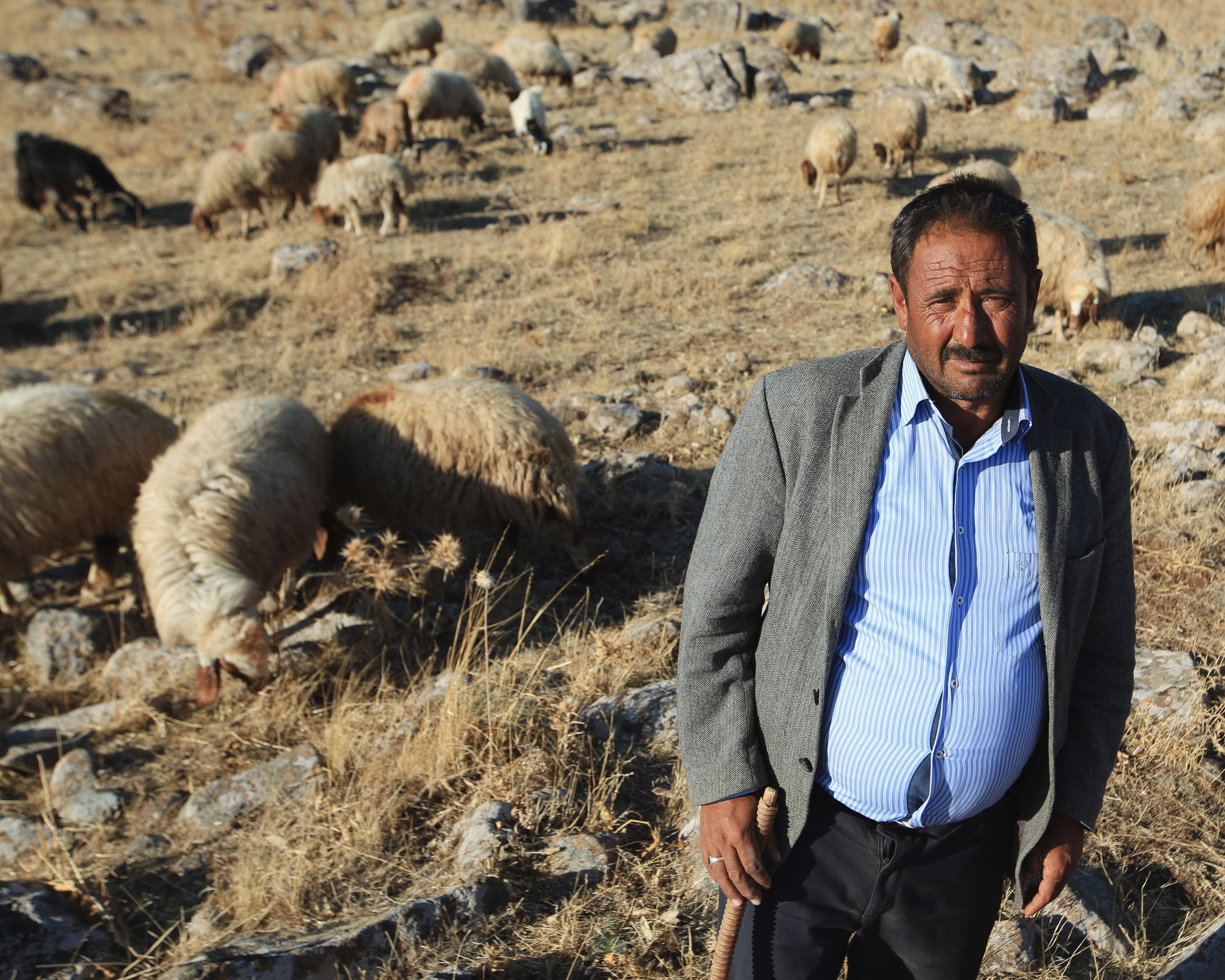 A vibrant, wide-angle shot of elderly Sardinian shepherds laughing on a hillside