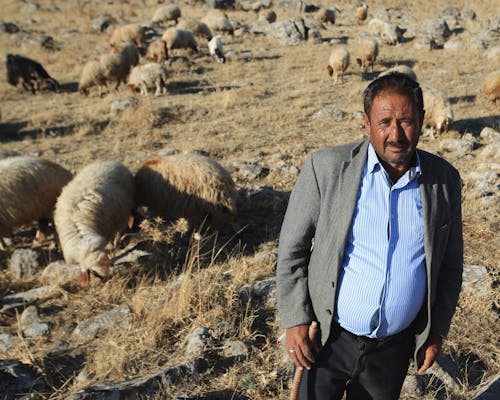 Elegant Farmer Standing by Sheep on Field
